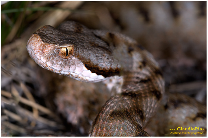 vipera aspis, fiori di montagna, fiori alpini